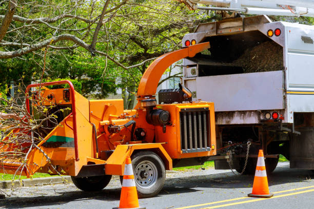 Best Tree Removal Services  in Bella Vista, CA